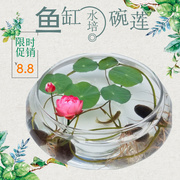 透明大号玻璃花瓶水培花盆金鱼缸(金鱼缸)水养，植物碗莲盆睡莲水仙盆花卉