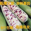 广西特产新鲜现摘粘黏香玉米非转基因农家10斤白花甜糯玉米3/5斤