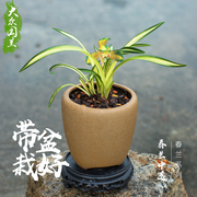 矮种春兰中透兰花苗名贵盆栽花卉植物室内国兰浓香型兰草趣味