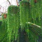 多肉植物珍珠吊兰盆栽室内花卉，佛珠吊兰吸甲醛净化空气阳台绿植
