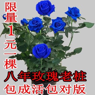 正宗玫瑰花苗盆栽15元3棵5年浓香观花植物月季蔷薇四季开花易成活