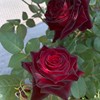 大红色玫瑰月季花苗盆栽老桩卡罗拉阳台庭院特大花浓香四季开花卉