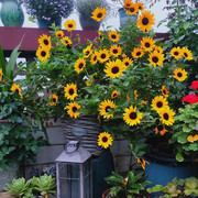 光辉岁月向日葵盆栽花苗阳台，庭院多年生花卉花期长花量大植物