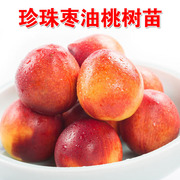 珍珠枣油桃迷你小密油桃嫁接果，树苗离核盆栽，地栽南北种植珍贵品种