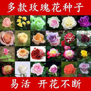 月季花盆栽玫瑰果汁阳台浓欧洲蔷薇种子大花香室内阳台四季开花