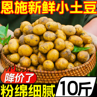 湖北恩施小土豆10斤现挖新鲜黄心土豆当季蔬菜整箱迷你马铃薯洋芋