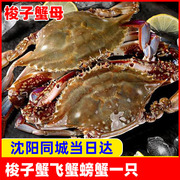 东港飞蟹一只装公母梭子蟹螃蟹，海鲜鲜活水产辽宁沈阳同城1只一份