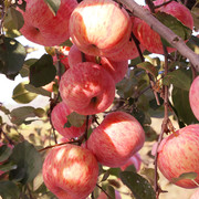 山东烟台苹果栖霞红富士85大果整箱吃的苹果水果新鲜脆甜10斤