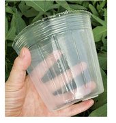 蝴蝶兰营养钵石斛花专用营养杯育苗袋软塑料透明兰花杯组培盒