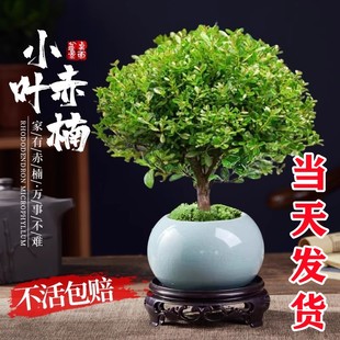 小叶赤楠老桩苗紫檀微景观水培办公室四季好养盆景好养绿植盆栽