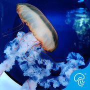太平洋海刺水母黄金咖啡海刺活体中大型水母海水观赏鱼人工繁殖