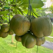 仿真椰果仿真植物绿植椰子树，椰子果仿真热带水果装饰拍摄