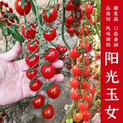 阳光玉女小番茄种子圣女果种籽四季西红柿种孑超甜千禧蔬菜禾之元