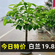 白兰花盆栽白玉兰树苗黄兰阳台庭院浓香型花卉四季开花植物带花苞