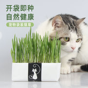 猫草小麦种子籽即食去化毛球片盆栽水培盒懒人猫薄荷零食猫咪用品