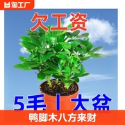 鸭脚木盆栽绿植花卉鸭掌木四季常青八方来财七叶莲招财树盆景客厅