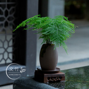 高端文竹盆栽盆景植物，室内绿化四季办公室绿植，摆件桌面矮桩小文竹