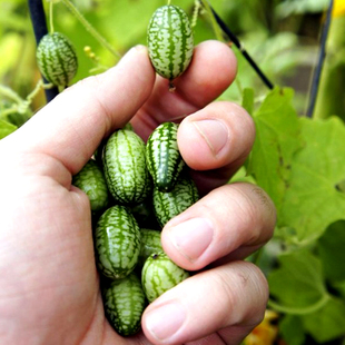 拇指西瓜种子观赏盆栽草莓红黄小番茄儿童种植迷你拇指小西瓜种籽