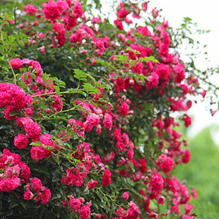 虎嗅梅郎珍珠红木香，蔷薇花苗庭院，花卉盆栽