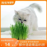 心然猫草猫薄荷种子猫零食，去毛球猫咪用品，猫草套装大小麦种植套装