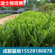 肾蕨波士顿蕨铁线蕨盆栽垂吊鸟巢蕨室内阳台绿植花卉新家吸甲醛