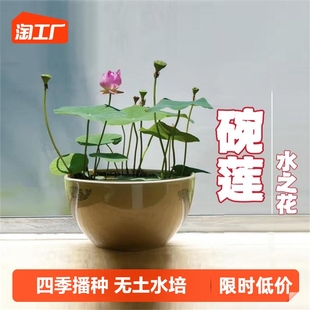 碗莲种子四季无土水培植物睡莲，荷花室内盆栽绿植花卉客厅阳台种植