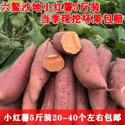 漳州六鳌沙地小红薯山芋红蜜薯红心地瓜番薯 非板栗薯现挖5斤