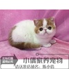 赛级出售加菲猫幼猫异国短毛猫宠物猫活体黄白加菲猫幼猫活体q