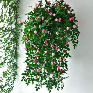 仿真玫瑰花藤吊兰绿植塑料假花藤条装饰室内摆设垂吊花墙壁挂植物