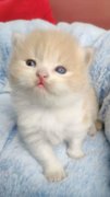 英短全乳色公猫 乳白色中长毛宠物猫 浅红色加白纯种血统猫可空运
