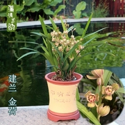 兰花盆栽苗花卉植物室内花好养易活四季浓香型金荷建兰墨兰带花苞