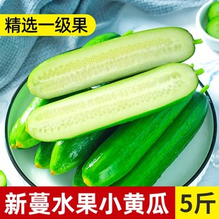 寿光蔬菜水果黄瓜5斤新鲜小青瓜生吃脆甜无刺