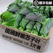 新鲜蔬菜苏子叶(苏子叶)东北特产紫苏叶蘸酱菜，烤肉煎肉韩式料理可食用
