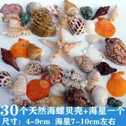 天然海螺贝壳海星鱼缸水族箱造景，装饰寄居蟹换壳工艺品收藏小礼物