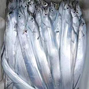 新鲜带鱼整条冷冻海鲜水产小眼鱼5斤大号整箱
