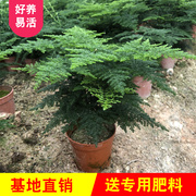 文竹盆栽植物室内绿化盆栽，四季常青办公室绿植，桌面好养创意小盆景