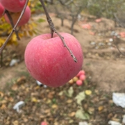 富士苹果河北青龙山地，苹果特产农家，特产正宗当季脆甜水果