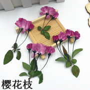 樱花枝 押花标本diy干花贺卡水晶滴胶手机壳蜡片花材儿童手工材料