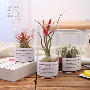 空气凤梨植物玻璃瓶，创意礼物室内桌面绿植盆栽，四季花草花卉