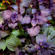 紫苏种子紫叶苏食用香草植物种子四季庭院阳台盆栽蔬菜种子