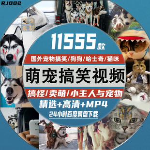 国外宠物猫咪狗狗动物，搞笑搞怪可爱卖萌短视频萌宠剪辑起号素材