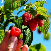 黑莓树莓活苗黄树莓特大苗野生树莓苗南北方地栽盆栽种植当年结果