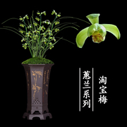 兰花盆栽植物室内蕙兰浓香，无花苞好养客厅，梅名贵极品兰花苗