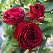 红色蕾丝月季多头群开深红色四季庭院阳台盆栽花卉玫瑰花苗