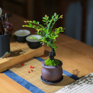 小叶紫檀盆景老桩树苗办公室，桌面绿植室内黑骨茶盆栽茶室植物