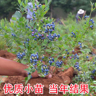 蓝莓树果苗带花带果蓝莓，苗盆栽果树苗当年结果阳台庭院南北方种植