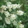 澳洲茶树盆栽 芳香植物 香草苗 白千层苗 可提炼精油