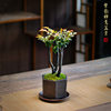 中式禅意盆景黑骨茶小叶，紫檀苔藓紫砂盆景办公桌，茶桌面盆栽绿植花