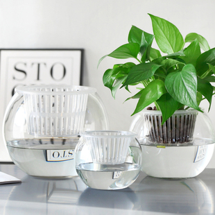 简约北欧水培绿萝植物玻璃花瓶，透明容器水养，装饰器皿客厅插花摆件