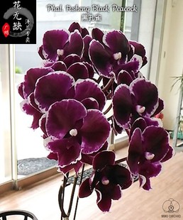 13号phal.fushengblackpeacock黑孔雀2.5寸